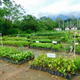 A native tree nursery for large-scale restoration of Atlantic Forest at Reserva Natural Guapiaçu, Rio de Janeiro State, Brazil.